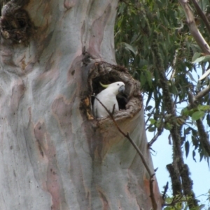 Cacatua galerita at Paddys River, ACT - 30 Jan 2010