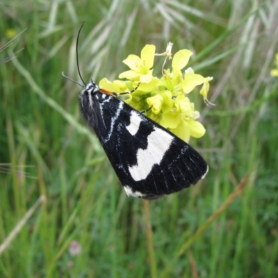 Phalaenoides glycinae (Grapevine Moth) at Chisholm, ACT - 4 Nov 2010 by MB