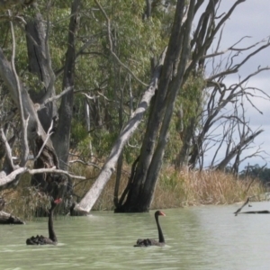 Cygnus atratus at Kingston on Murray, SA - 8 Sep 2006