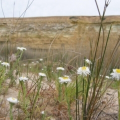 Unidentified Daisy at Murbko, SA - 13 Sep 2006 by MB