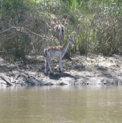 Dama dama (Fallow Deer) at Mellool, NSW - 7 Mar 2005 by MB