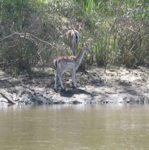 Dama dama at Mellool, NSW - 7 Mar 2005