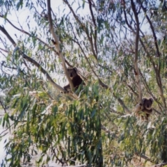 Phascolarctos cinereus (Koala) at Aratula, NSW - 29 Sep 1998 by MB