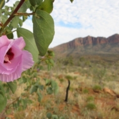 Gossypium australe (Australian Desert Rose) at Mount Zeil, NT - 7 Jun 2010 by MB