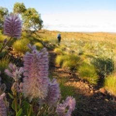 Ptilotus spathulatus at Mount Zeil, NT - 9 Jun 2010 by MB