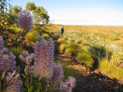 Ptilotus spathulatus at Mount Zeil, NT - 9 Jun 2010 by MB