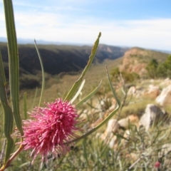 Hakea grammatophylla (MacDonnell Ranges Hakea) at Mount Zeil, NT - 12 Jun 2010 by MB