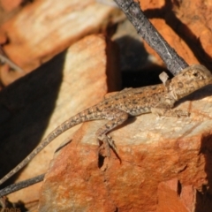 Ctenophorus nuchalis (Central Netted Dragon) at Burt Plain, NT - 17 Jun 2010 by MB