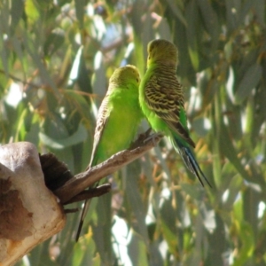 Melopsittacus undulatus at Burt Plain, NT - 16 Jun 2010