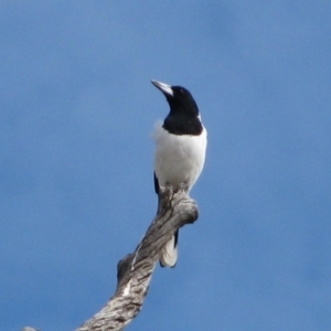 Cracticus nigrogularis at Mount Zeil, NT - 8 Jun 2010