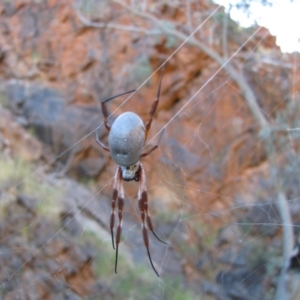 Trichonephila edulis at Burt Plain, NT - 21 Jun 2010 03:31 PM