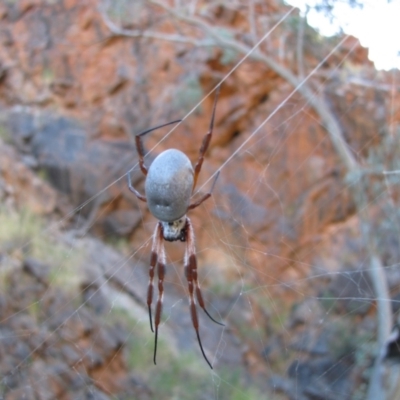 Trichonephila edulis (Golden orb weaver) at Burt Plain, NT - 21 Jun 2010 by MB