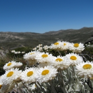 Leucochrysum alpinum at Charlotte Pass, NSW - 25 Jan 2009 12:43 PM