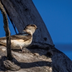 Petrochelidon nigricans (Tree Martin) at Rendezvous Creek, ACT - 21 Aug 2024 by trevsci