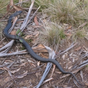 Pseudechis porphyriacus at Nungar, NSW - 3 May 2009