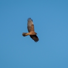 Circus approximans (Swamp Harrier) at Rendezvous Creek, ACT - 21 Aug 2024 by trevsci