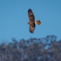 Circus approximans at Rendezvous Creek, ACT - 21 Aug 2024