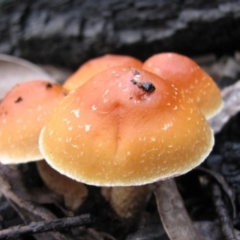 Hypholoma sp. (Hypholoma) at Cotter River, ACT - 31 May 2009 by MB