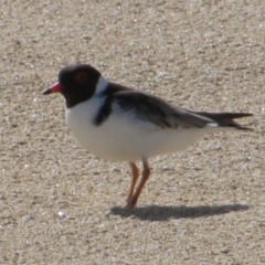 Charadrius rubricollis (Hooded Plover) at Wilyabrup, WA - 8 Sep 2009 by MB