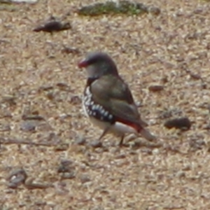 Stagonopleura guttata at Rendezvous Creek, ACT - suppressed