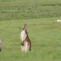 Macropus giganteus (Eastern Grey Kangaroo) at Rendezvous Creek, ACT - 17 Nov 2009 by MB
