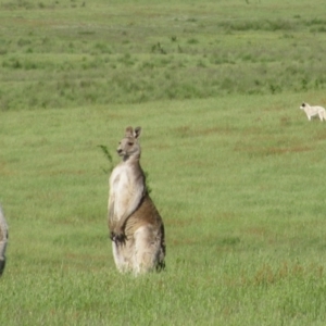 Macropus giganteus at Rendezvous Creek, ACT - 17 Nov 2009