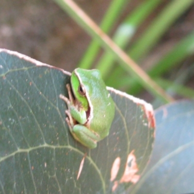 Litoria phyllochroa (Leaf-green Tree Frog) at Bundanoon, NSW - 6 Dec 2009 by MB