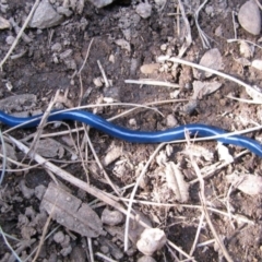 Caenoplana coerulea (Blue Planarian, Blue Garden Flatworm) at Perisher Valley, NSW - 29 Dec 2009 by MB