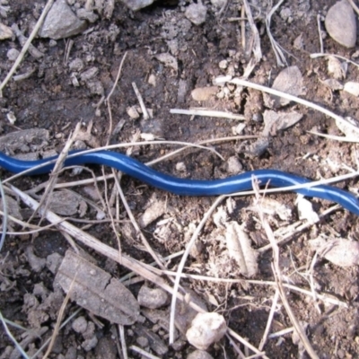 Caenoplana coerulea (Blue Planarian, Blue Garden Flatworm) at Perisher Valley, NSW - 29 Dec 2009 by MB