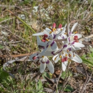 Wurmbea dioica subsp. dioica at Forde, ACT - 21 Aug 2024