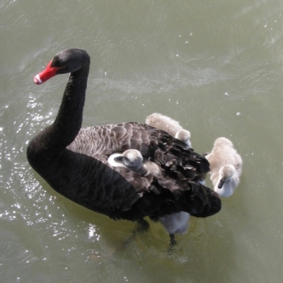 Cygnus atratus (Black Swan) at Parkes, ACT - 27 Sep 2009 by MB