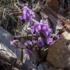 Hovea heterophylla (Common Hovea) at Forde, ACT - 21 Aug 2024 by Cmperman