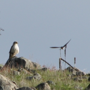 Falco berigora at Theodore, ACT - 10 Oct 2009