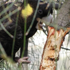 Zanda funerea at Campbell, ACT - 11 Oct 2009 11:29 AM