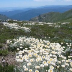 Leucochrysum alpinum (Alpine Sunray) at Geehi, NSW - 13 Jan 2008 by MB