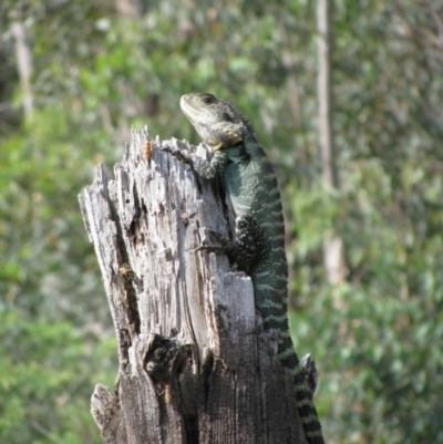 Intellagama lesueurii howittii (Gippsland Water Dragon) at Nurenmerenmong, NSW - 28 Nov 2009 by MB