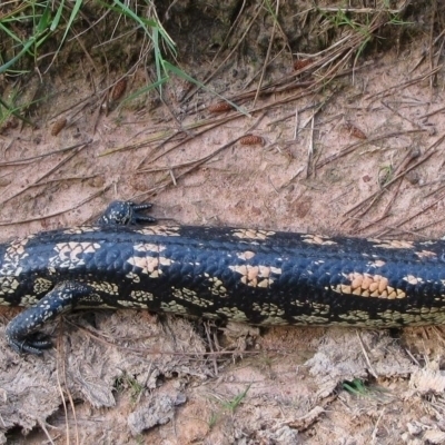 Tiliqua nigrolutea (Blotched Blue-tongue) at Tumbarumba, NSW - 3 Nov 2009 by MB