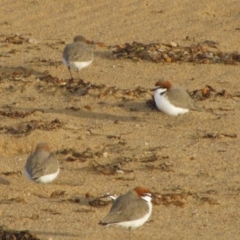 Anarhynchus ruficapillus (Red-capped Plover) at Durras North, NSW - 18 Jun 2009 by MB