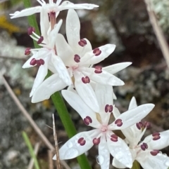 Wurmbea dioica subsp. dioica (Early Nancy) at Fentons Creek, VIC - 9 Aug 2024 by KL