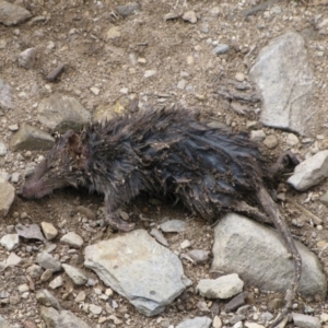 Antechinus sp. (genus) at Cotter River, ACT - 9 Jan 2009