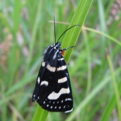 Phalaenoides tristifica (Willow-herb Day-moth) at Cotter River, ACT - 10 Jan 2009 by MB