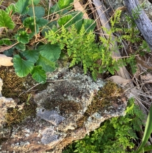 Cheilanthes austrotenuifolia at Fentons Creek, VIC - suppressed