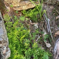 Cheilanthes austrotenuifolia at Fentons Creek, VIC - suppressed