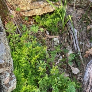 Cheilanthes austrotenuifolia at Fentons Creek, VIC - 9 Aug 2024