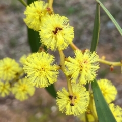 Acacia pycnantha (Golden Wattle) at Fentons Creek, VIC - 9 Aug 2024 by KL