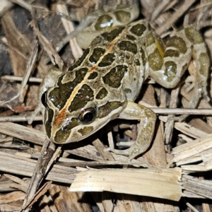 Limnodynastes tasmaniensis at Braidwood, NSW - 21 Aug 2024