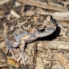 Uperoleia laevigata (Smooth Toadlet) at Braidwood, NSW - 21 Aug 2024 by MatthewFrawley