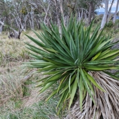 Yucca aloifolia (Spanish Bayonet) at Goulburn, NSW - 21 Aug 2024 by trevorpreston