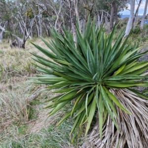 Yucca aloifolia at Goulburn, NSW - 21 Aug 2024