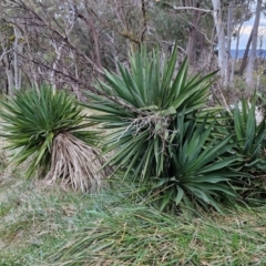 Yucca aloifolia at Goulburn, NSW - 21 Aug 2024 05:08 PM